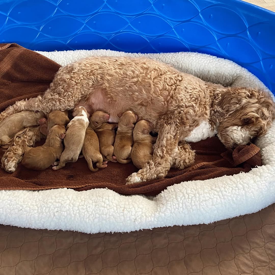 Heaven Goldendoodles puppies