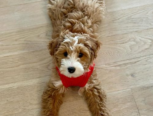 Hope-Heaven Goldendoodles puppies