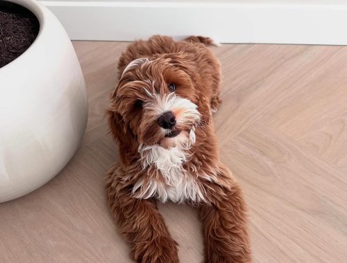 Eden-Heaven Goldendoodles puppies