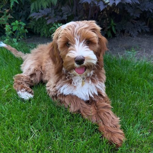 Heaven Goldendoodles puppies