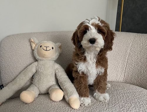 Joy-Heaven Goldendoodles puppies