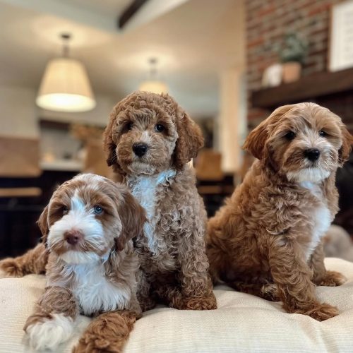 Heaven Goldendoodles puppies