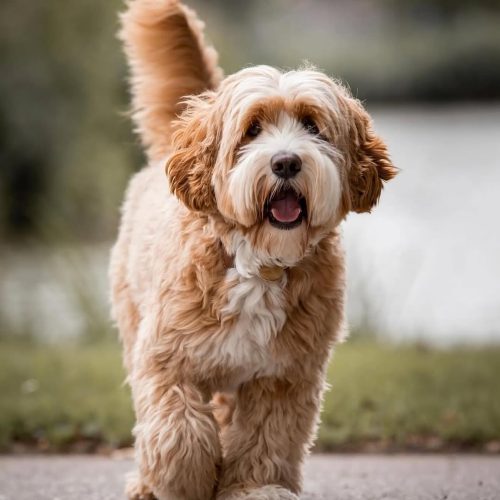 Heaven Goldendoodles puppies
