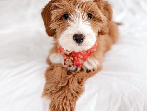 Luna-Heaven Goldendoodles puppies